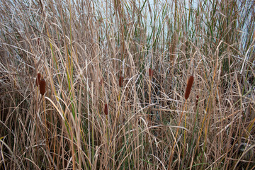 Bulrush on the lake in autumn.