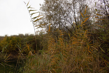 Yellow and green leaves on the trees around the lake. Autumn time in nature.