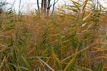 Yellow and green leaves on the trees around the lake. Autumn time in nature.