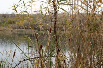 Yellow and green leaves on the trees around the lake. Autumn time in nature.