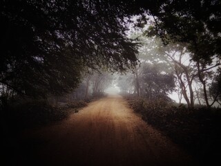 a dirt road with trees on either side, with sunlight shining through the fog in winter morning.