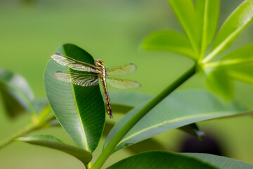 Photo of a cute dragonfly perched on fresh green leaves in the morning