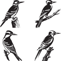 A set of silhouette Woodpecker Bird Vector illustration.