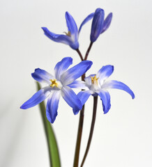 Chionodoxa luciliae