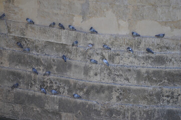 pigeons on Roman bridge pillars in Cordoba