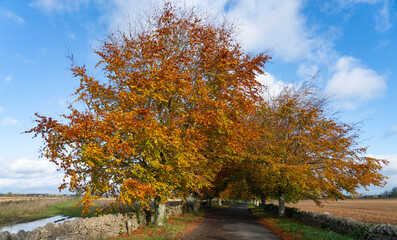 Beech tree lined country lane in the Cotswold Area of Outstanding Natural Beauty, England in autumn - 677692784