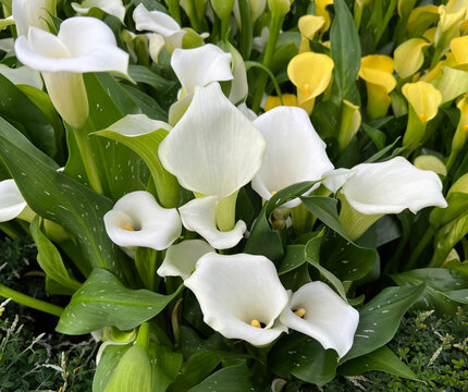 Zantedeschia
