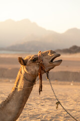 Egypt camel at sunset