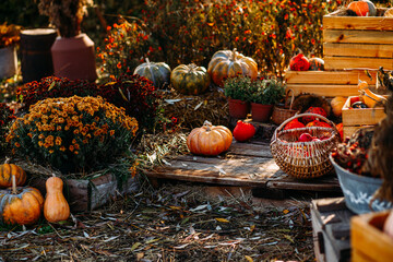 Pumpkins, apples in a basket. autumn still life.