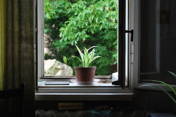 flowerpot with a plant in the open window