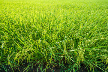 Ears of rice in a rice field in Thailand,  Rice fields are an economic crop for the Thai people.
