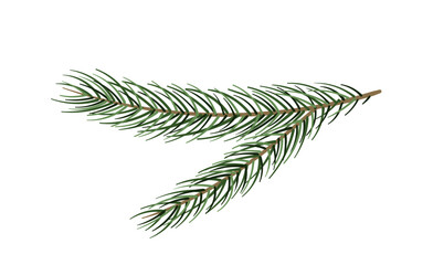 Pine branch concept. Part of Christmas tree. Forest and wildlife, flora. Nature and ecosystem. Social media sticker. Cartoon flat vector illustration isolated on white background