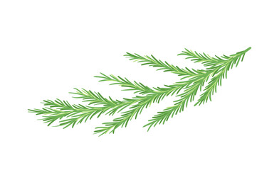 Pine branch concept. Part of Christmas tree. Forest and wildlife, flora. Nature and ecosystem. Graphic element for website. Cartoon flat vector illustration isolated on white background