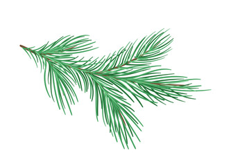 Pine branch concept. Part of Christmas tree. Forest and wildlife, flora. Nature and ecosystem. Sticker for social networks. Cartoon flat vector illustration isolated on white background