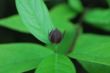 bud