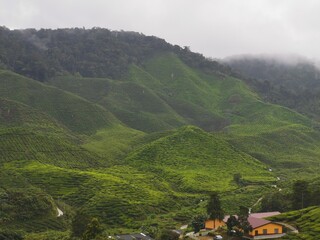 greenery view of Cameron Highlands