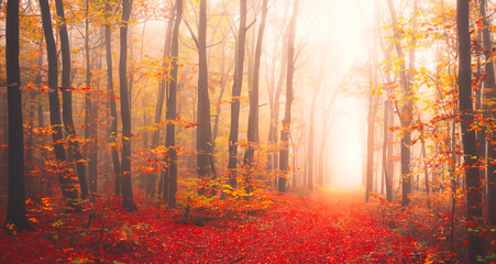 Autumn forest in the morning with sun rays and lens flare like a gone
