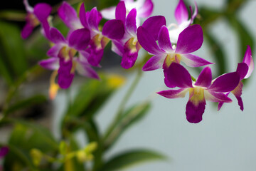 Fototapeta premium Beautiful purple orchid flower blooming in the morning with fresh green leaves