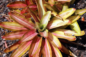 Closeup of a Three-coloured Blushing Bromeliad, New South Wales Australia
