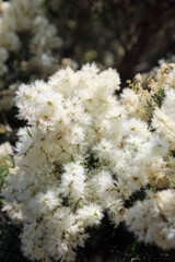 Closeup of Flax-leaved Paperbark blossom, New South Wales Australia
