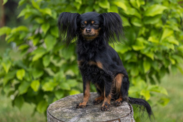 Close-up portrait of a cute black Russian Longhaired Toy Terrier sitting on a tree stump. Beautiful young russian toy dog portrait outdoors. Copy space. 