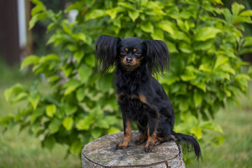 Close-up portrait of a cute black Russian Longhaired Toy Terrier sitting on a tree stump. Beautiful young russian toy dog portrait outdoors. Copy space. 