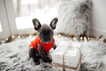 Funny gray puppy french bulldog with Xmas gift box at home holiday setting