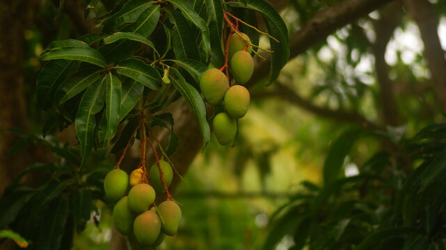 green tree and bounch of mangos