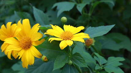 flowers in the garden
