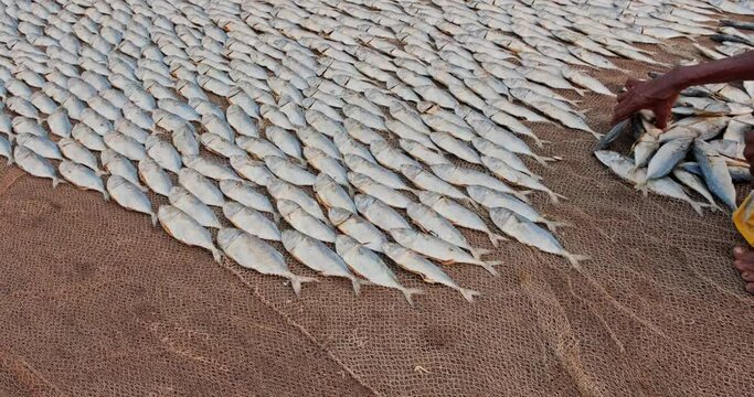 rows of drying mackerel or saba fish on road by ocean in Indian village. poor areas of goa