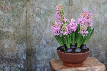 A brown pot of purple and pink Hyacinth in a background of stems on the wall in a brown vase