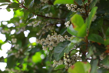 flower in the garden 