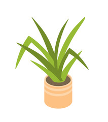 Indoor plant in flowerpot. Comfort and coziness in room. Succulent plant in ceramics vase. Decor and interior element. Cartoon flat vector illustration isolated on white background