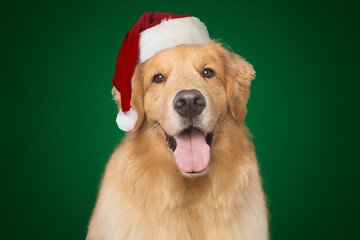 Golden retriever in santa hat christmas dog happy smile isolated on green background 