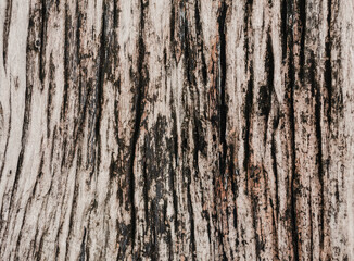 Decades old tree texture for background