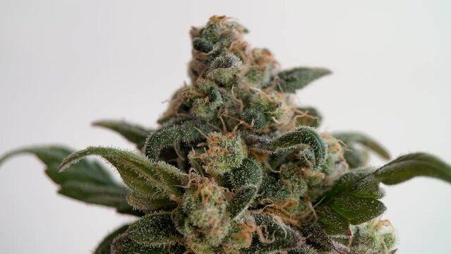 Ripe marijuana flower with dried trichomes rotates, macro. Medical bud weed with CBD for the treatment of mental illness, closeup