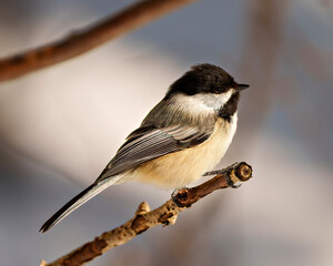 Chickadee Photo and Image. Close-up profile side view perched on a tree branch with blur background in its envrionment and habitat surrounding.