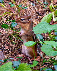 Chipmunk Photo and Image.  Standing side view in the field displaying brown fur, body, head, eye, nose, ears, paws, in its environment and habitat.