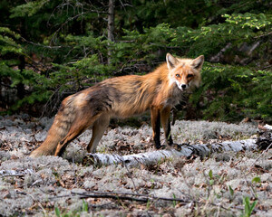 Red Fox Photo Stock. Fox Image. Close-up profile view side view in the springtime with blur white moss and coniferous forest background and  its environment and habitat.  Picture. Portrait.