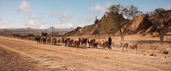 Damara herder guiding his cattle home along a gravel road at sunset, Damaraland, Kunene, Namibia