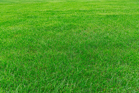 Green grass texture from field. Green lawn, Backyard for background, Grass texture, Green lawn desktop picture.