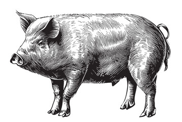 Pig sketch hand drawn in doodle style illustration