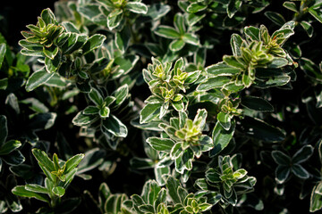 Close up view of Climbing euonymus plant (Euonymus fortunei - Celastraceae) background. Beautiful plant wallpaper.
