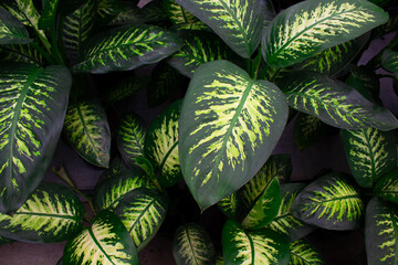 Close up view of Dumb cane plant (Dieffenbachia seguine - Araceae) background. Beautiful plant wallpaper.