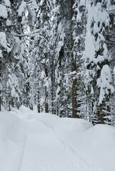 Forest covered by snow during winter