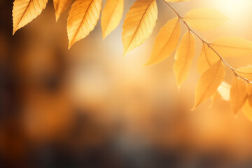 blurred autumn background with leaves