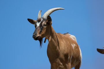 capra