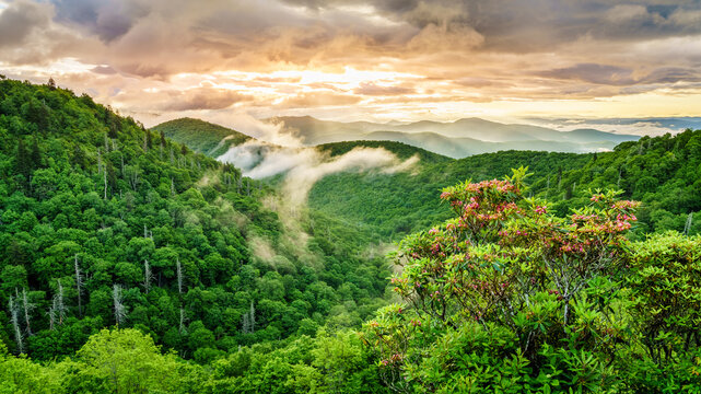 Rhododendron in the Smokies
