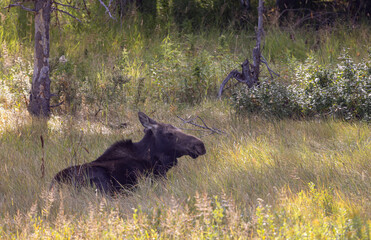 Cow Moose in Autumn in Wyoming