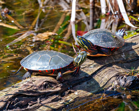 Painted Turtle Photo and Image.  Turtle couple resting on a log with moss in the pond enjoying their environment and habitat surrounding while sunbathing.